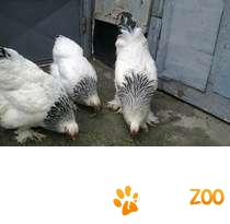 Gaini de rasa de expozitie