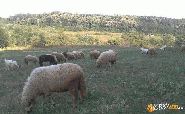 miei superbi pret negociabil