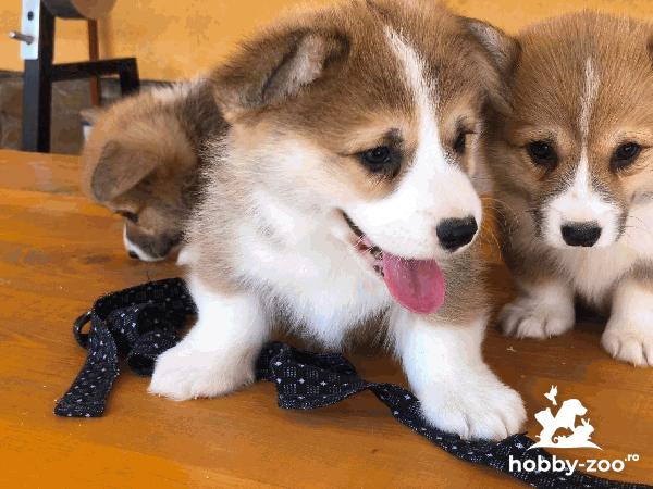 Welsh Corgi cățeluși