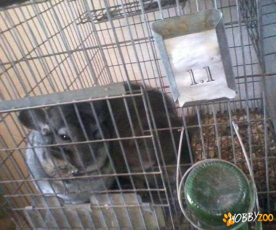 familii de chinchilla cenusie