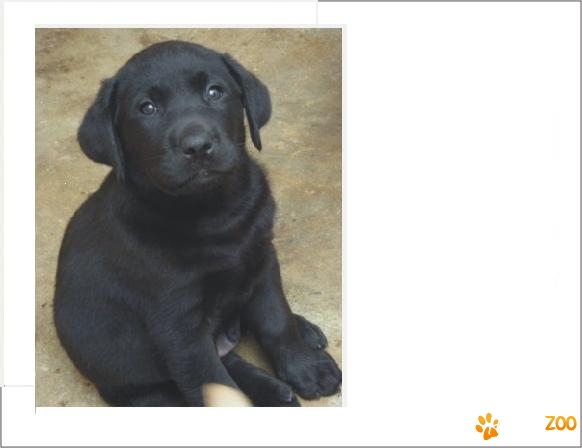 Labradori de vanzare