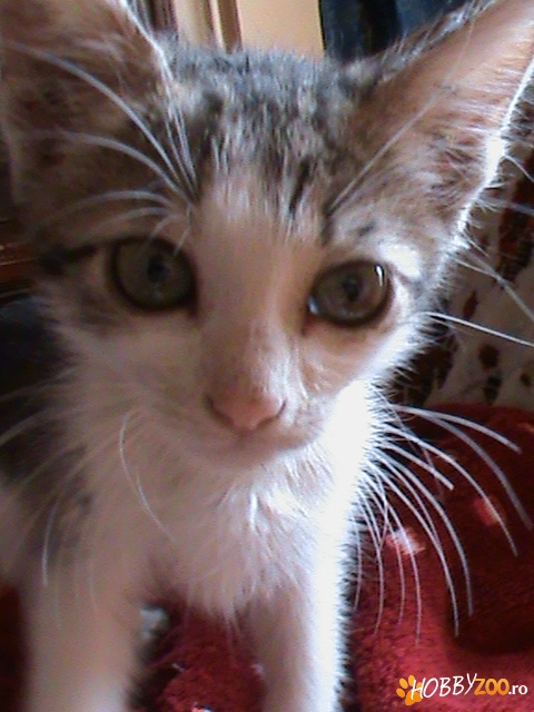 Orfan dragalas pentru adoptie