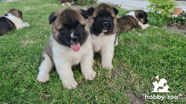 American Akita pedigree tip A