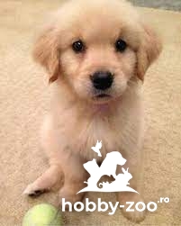 Pui de  Golden Retriever 
