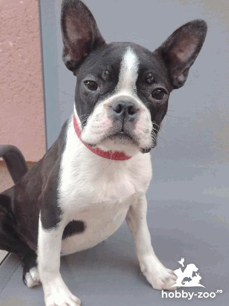 Boston Terrier pui femelă