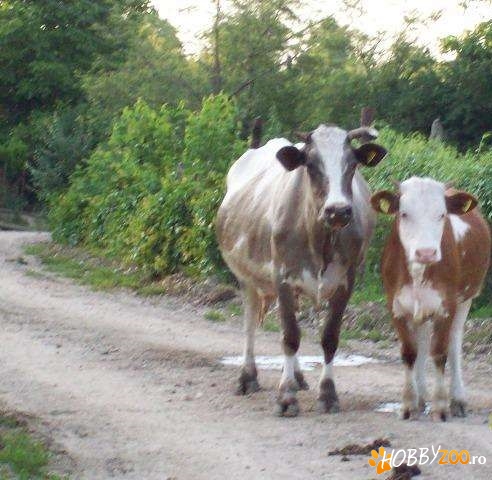 doua vaci productie de lapte