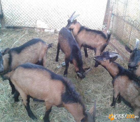 tapisori de rasa alpini francezi