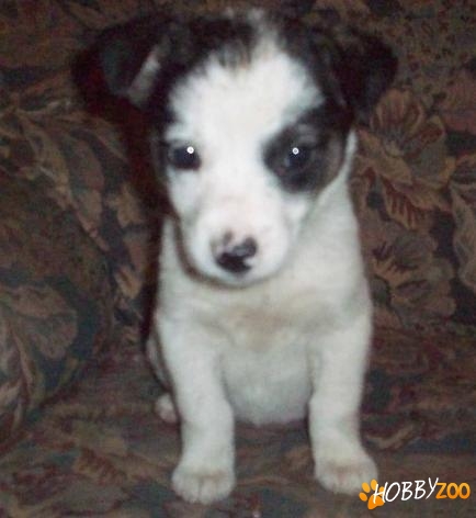 vand jack russell