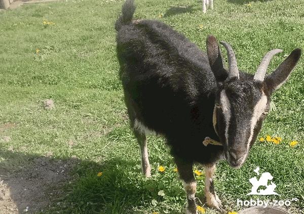 Capra de vanzare cu lapte!