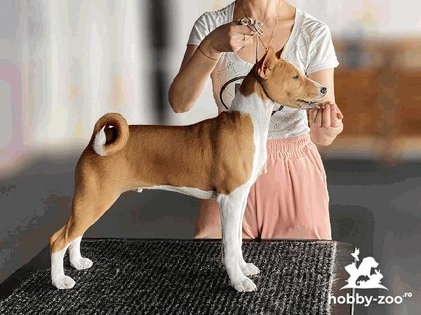 Cățeluși Basenji, FCI.