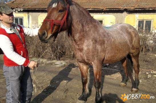 vand iapa 9 ani semi-greu
