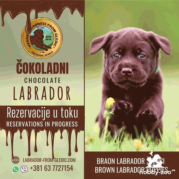 Pui de Labrador Brun