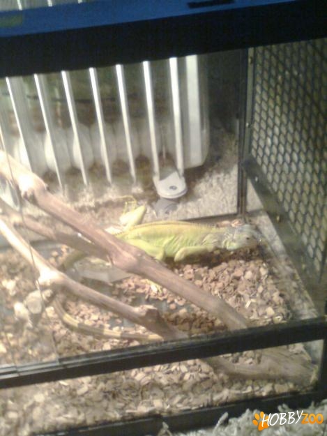 iguana verde cu gri 