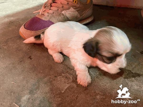 Cățeluși shihtzu de vânzare 