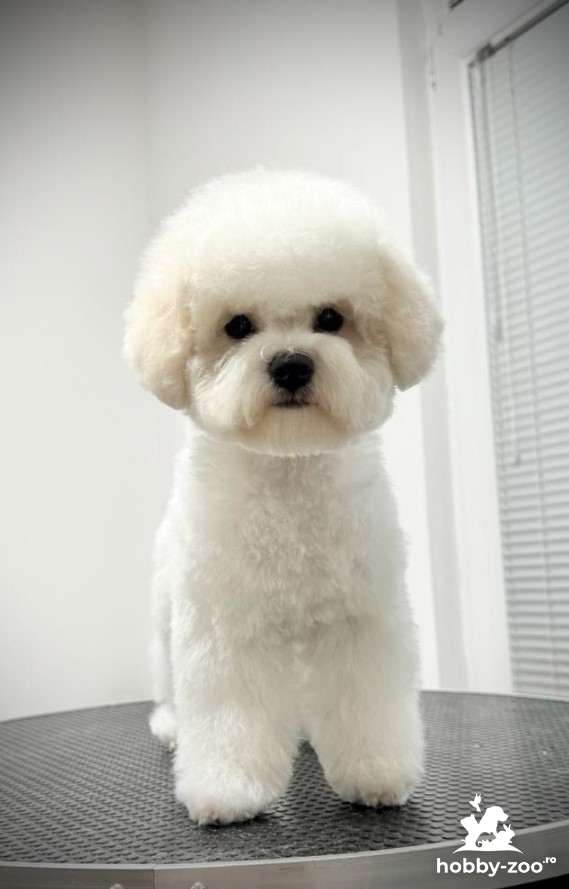 Bichon Frise catelusa femela