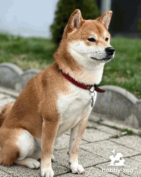 Shina Inu pentru imperechere