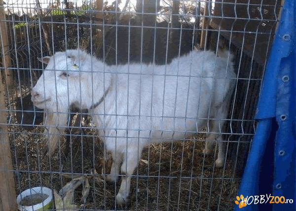 tap saanen rasa pura deosebit