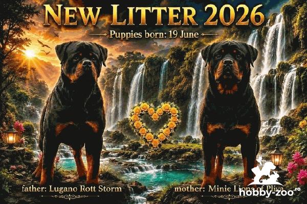 Rottweiler, pui foarte promițători