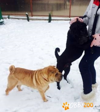 Dau shar pei pentru monta 