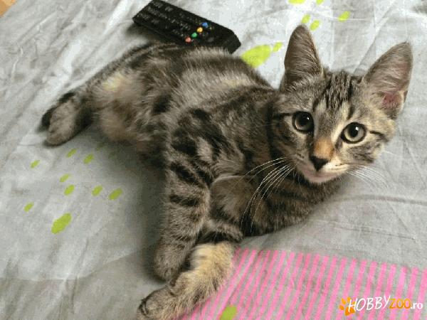 Matias – un tigrat pentru adoptie 