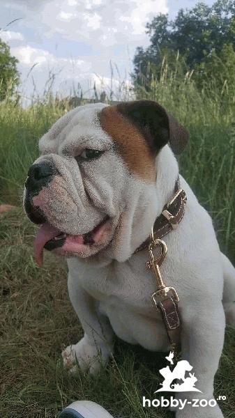 Imperechere Bulldog Engelz