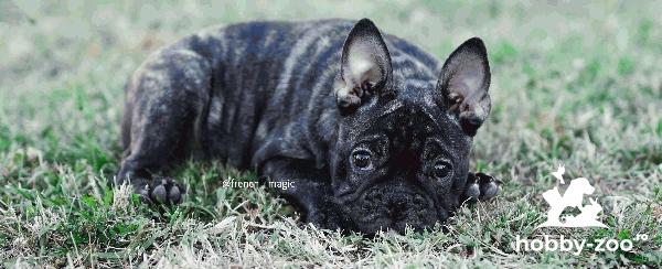 Buldog francez băiat