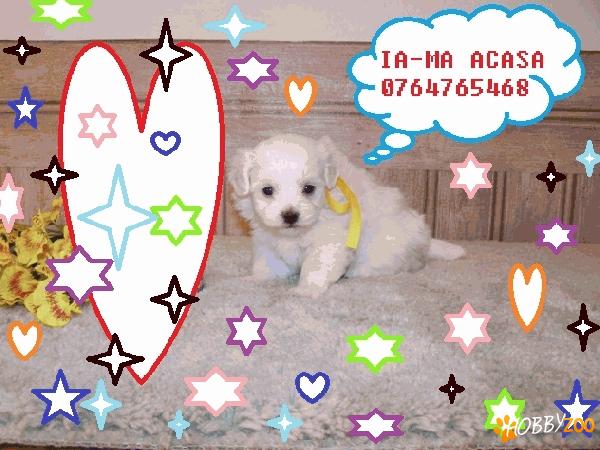 bichon maltez de vanzare pret mic