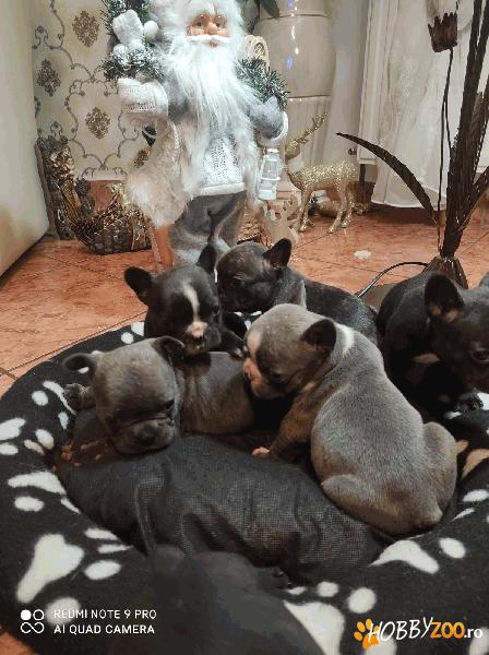 Vand pui de Buldog francez 