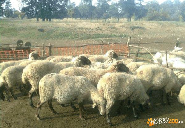 Ovine rasa carabasa si tigae