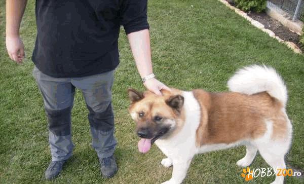 akita american din parinti cu pedigee
