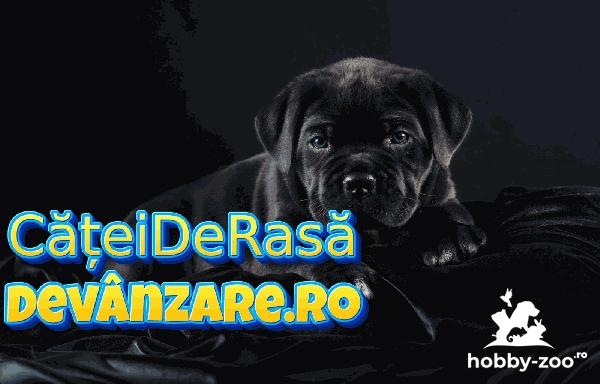 Catei Cane Corso rasa pura cu garantie si carnet de sanatate