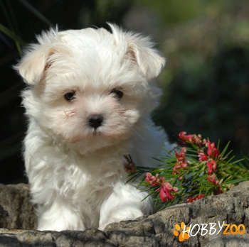 vand bichon maltese albi