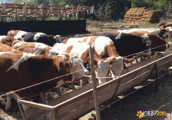 Vand 20 de tauri de baltata romanea