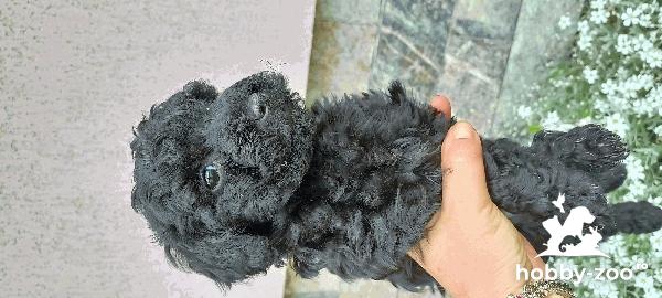Vând pui caniche drăgălași și jucăuși 