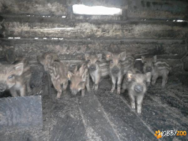 Exotic purcei de mistret