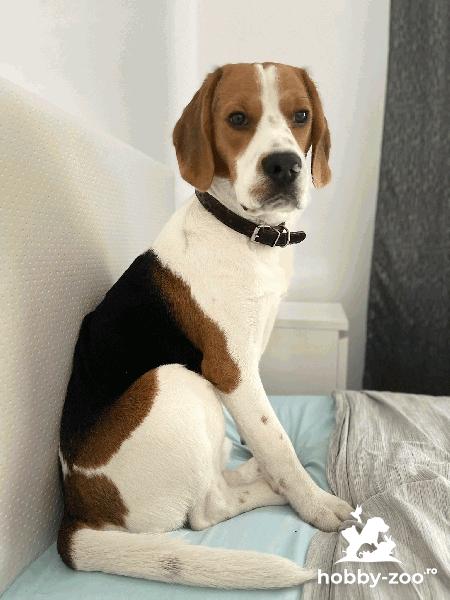 Beagle mascul 1 an si 4 luni jucaus