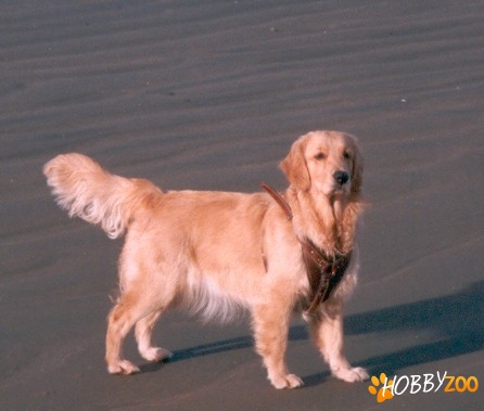 golden retriwer femela