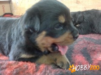Vand Pui Rottweiler Superbi