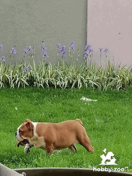 English bulldog..........