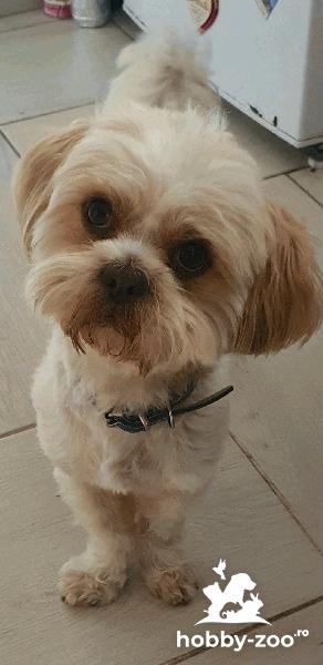 Shih Tzu caut partenera