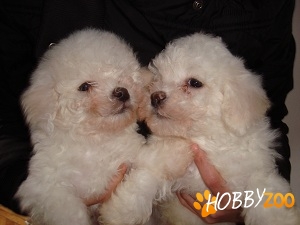 bichon maltese, bolognese de vanzar