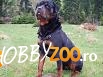 imperechere rottweiler
