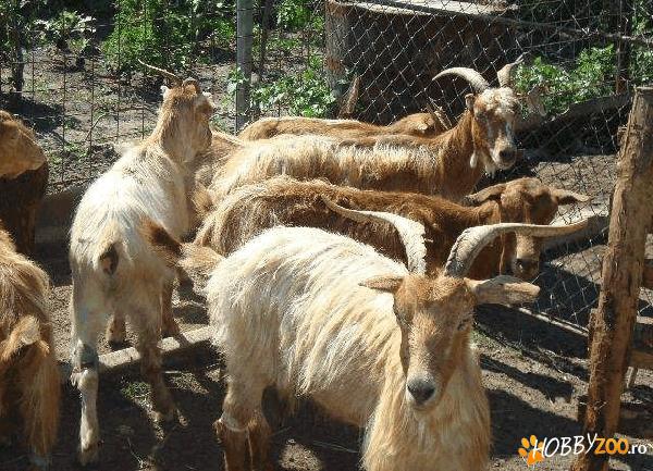 oi capre tinere grase sanatoase