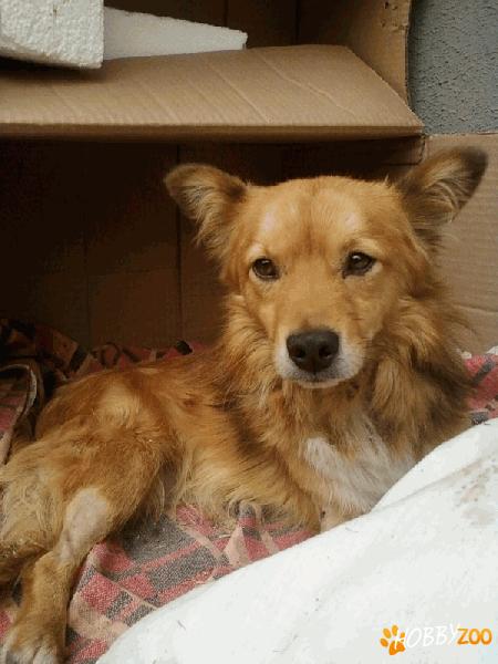 Gasit metis de pechinez