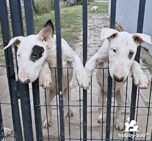 Bull Terrier standard cățeluși