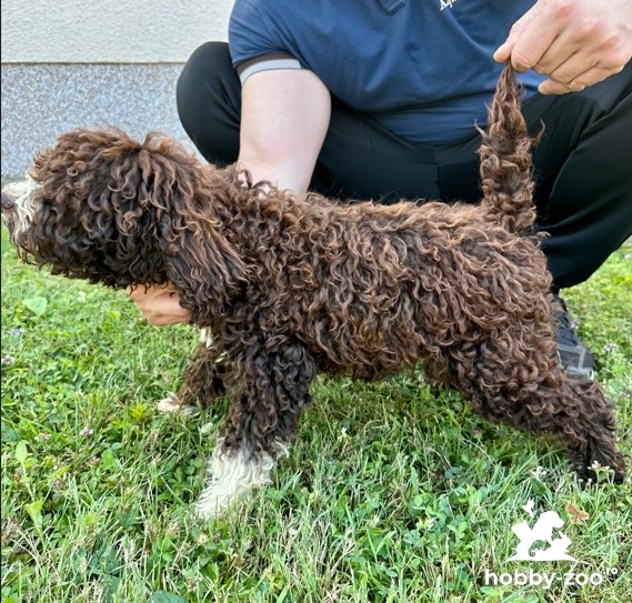 Lagoto Romagnola puppies available
