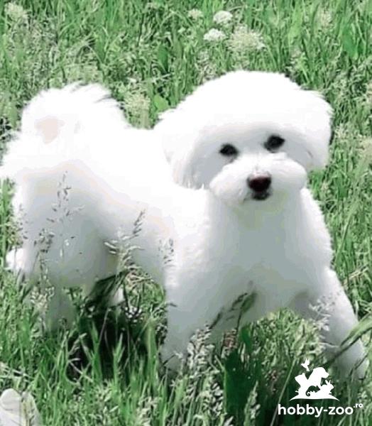 Împerechere Bichon Maltez 