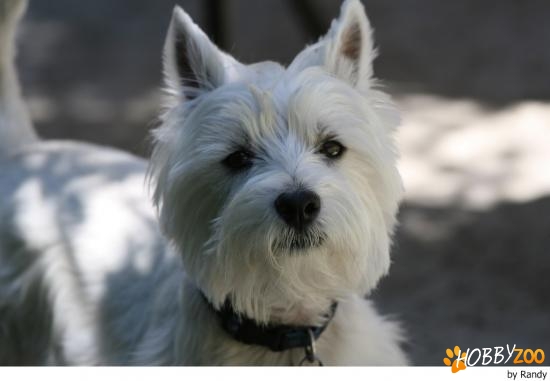 westie