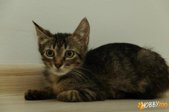 ofer in adoptie pisicuta