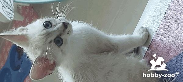 Ragdoll femela pui 2 luni
